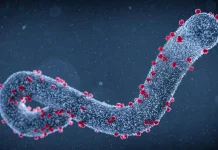 Ethiopia declares end of first-ever Marburg virus disease outbreak Marburg virus disease